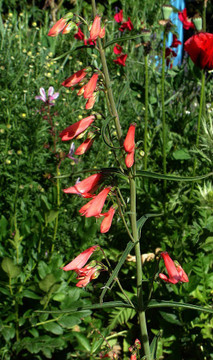 Penstemon barbatus 'Coccineus' - Southwestern Beardtongue - easy to grow perennial for drained or shallow soils Ⓒpeganum