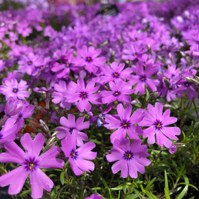 Phlox subulata 'Purple Beauty' - Moss Phlox (Creeping Phlox) 'Purple Beauty' - spring mat-forming perennial for rock garden, edges and lining the paths or driveways