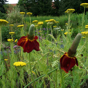 Red Mexican Hat - Ratibida columnifera f. pulcherima 'Red Midget' - drought and heat perennial for sunny garden
