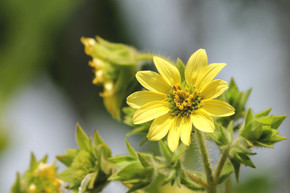 Silphium mohrii - Mohr's Rosinweed - architectural native perennial for perennial border or naturalized planting