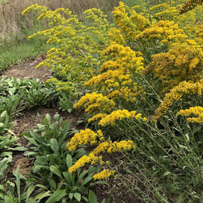 Gray Goldenrod (Old Field Goldenrod) - Solidago nemoralis - useful perennial that can thrive in places where not many plants can grow (poor, shallow and dry soils)