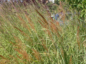 Sorghastrum nutans 'Indian Steel' - Indiangrass 'Indian Steel' -  native grass for naturalization, prairie planting or erosion control