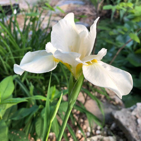 Siberian Iris 'White Swirl' - deer and rabbit resistant perennial, plant tolerant to black walnut