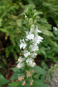 White flowering form of Lobelia siphilitica - great garden perennial for sunny or half shade bed, with average soil and moisture