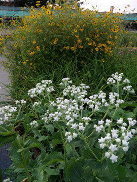 Parthenium integrifolium - long flowering, adaptable and unique native perennial