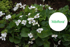 White flowering common violet ('Albiflora') is little spring gem and was awarded by Award of Garden Merit in Britain
