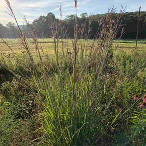 Andropogon gerardii - Big Bluestem - big ornamental grass that changes color from green to blue-green in summer and in the fall to orange-red-purple