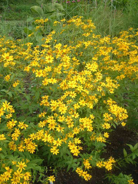 Coreopsis major - Greater tickseed - uknown, but potentially excellent native perennial for drier soil