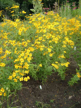 Greater Tickseed - Coreopsis major - clump-forming perennial for drained, poor, shallow or urban soil Greater Tickseed - Coreopsis major - clump-forming perennial for drained, poor, shallow or urban soil