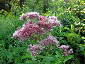 Sweet Joe Pye Weed - tall woodland edge perennial - tolerant to heat, droughts and some shade
