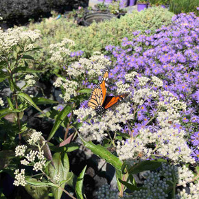 Eupatorium x 'Polished Brass' - true pollinator magnet and Monarch plant