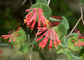 Lonicera sempervirens - native climbing perennial with exotic orange-red flowers