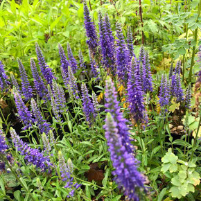 Veronica spicata from Lazy SS Farm - healthy, shorter perennial for sun