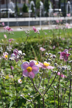 Japanese Anemone 'Robustissima' - reliable and hardy cultivar and tough fall flowering perennial ©Massachusetts Office for Travel and Tourism