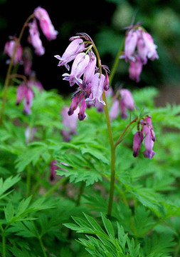 Dicentra eximia - FRINGED BLEEDING HEART (TURKEY CORN)