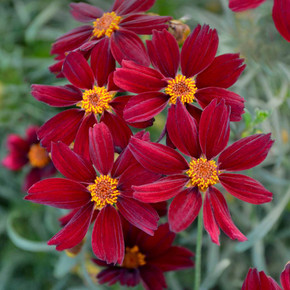 Coreopsis 'Red Satin' - one of very few red-flowering perennials ©Walters Gardens Coreopsis 'Red Satin' - one of very few red-flowering perennials ©Walters Gardens