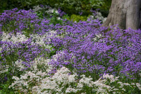 Great perennial combo in woodland edge garden - Aster 'Twilight' and Aster divaricatus. © and design Nigel Dunnett