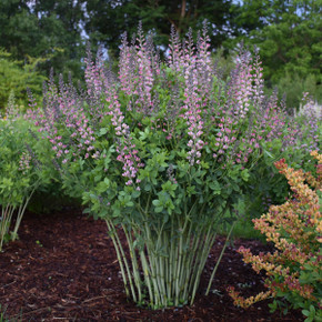 False Indigo 'Pink Truffles' - drought, heat and humidity tolerant perennials ©Walters Gardens