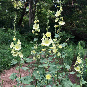Alcea rugosa - Russian Hollyhock - rust and disease free hollyhock ©US Perennials