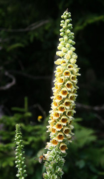 Rusty Foxglove - tall vertical plant for sunny or half shade garden ⒸFranz Xaver