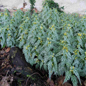 Dead Nettle - Lamium galeobdolon 'Hermann's Pride' - well behaved cultivar that stays in clump ⒸUS Perennials
