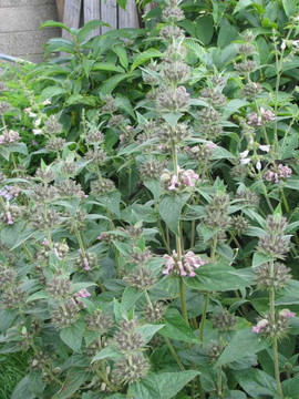 Greek Jerusalem Sage - Phlomis samia (true) - shrubby perennial for sunny and drier garden Ⓒpeganum