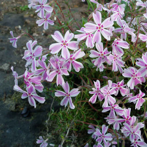 Moss Phlox 'Candy Stripes' - low spring perennial for sunny or half shade garden ⒸUS Perennials
