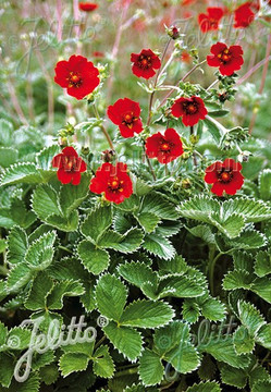 Crimson Cinquefoil 'Red' - perennial ornamental with it's leaves and flowers ⒸJelitto