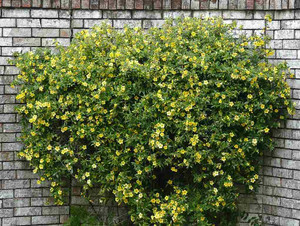 Carolina Jessamine 'Margarita' is early blooming native climber, hardy to zone 6 ©Jim Evans
