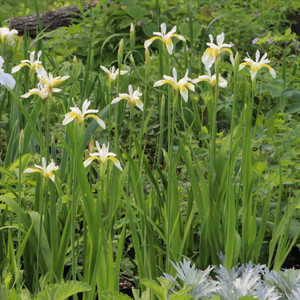 Slender Blue Iris 'Rabun  White' - delicate looking native plant for average to moist/wet soils ©US Perennials