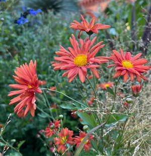 Hardy Garden Mum 'Cathy's Rust' - fall flowering perennial and excellent cut flower ©Janet Draper