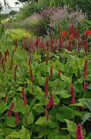 Persicaria amplexicaulis 'Firetail'  is very showy perennial for sunny border