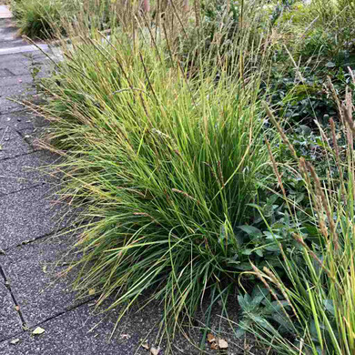 Autumn Moor Grass does well in Midwestern climate and tolerates various light and soil conditions ⒸUS Perennials