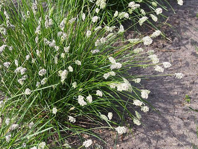 Sesleria heufleriana - full bloom in the middle of the spring ⒸAgnieszka Kwiecień