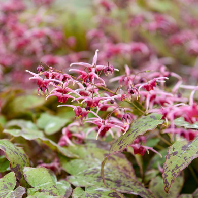 Barrenwort - Epimedium 'Pink Champagne' groundcovering shade perennial, good hosta companion ©Walters Gardens