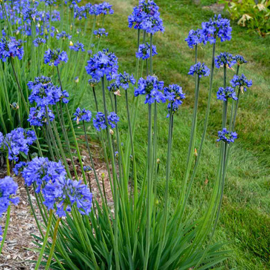 Lily of the Nile 'Galaxy Blue' - zone 6 hardy Agapanthus for sunny garden ©Walters Gardens