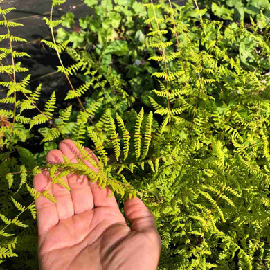 Bulblet Fern - Cystopteris bulbifera -  fast growing and easy native fern ©US Perennials