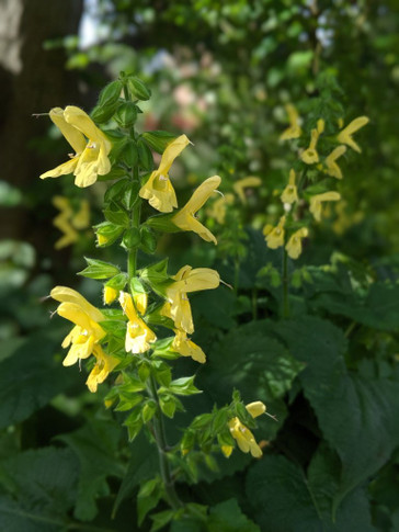 Salvia koyamae is one of the very few exceptions - it is shade loving sage and valuable for blooming in early fall ⒸAllen Centennial Garden