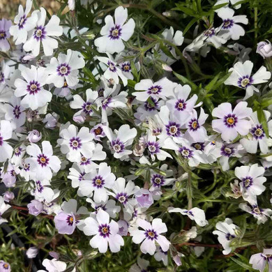 Creeping Phlox 'North Hills' - spring perennial for edges, rock gardens, big containers