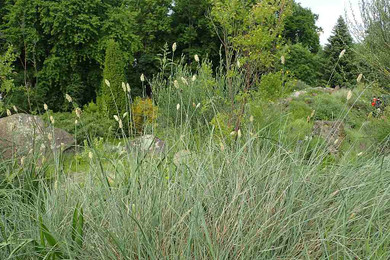Sesleria argentea - low-maintenance ornamental grass for sunny garden ©Krzysztof Ziarnek