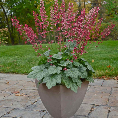 Coral Bell 'Berry Timelss' - heavy blooming heuchera, suitable even for big containers ©Walters Gardens