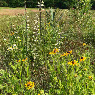 Rudbeckia hirta can be used in prairie settings, but also in average gardens ©US Perennials