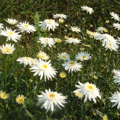 Shasta Daisy 'Christine Hagemann' -  summer bloomer and great cut flower ©US Perennials