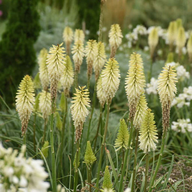 Kniphofia 'Flashpoint' -  zone 5b/6 hardy perennial for sunny garden ©Walters Gardens