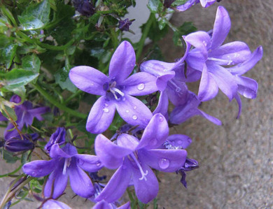 Bluebell 'Birch Hybrid' - low growing trailing and groundcovering perennial for edges and rock gardens ©阿橋