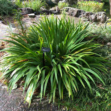 Iris tectorum - mature groundcovering clump in Chinese Garden in Missouri Botanical Gardens © US Perennials