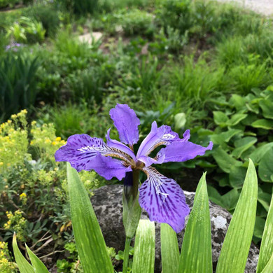 Roof Iris - deer resistant perennial for lightly shaded garden© US Perennials