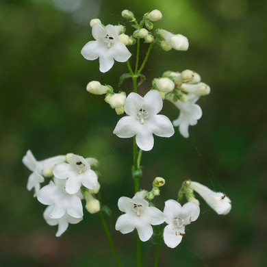 Penstemon tubeaflorus - showy white-flowering perennial for average or dry soil ©Eric Hunt