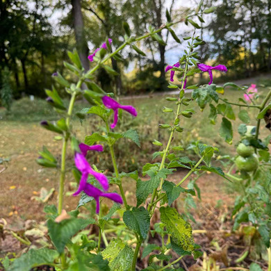 Salvia 'Jean's Jewel' - summer to fall blooming tender perennial ©US Perennials
