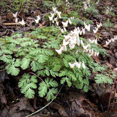 Dicentra cucularia - cute native woodland perennial